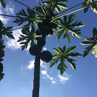 Magical jungle garden